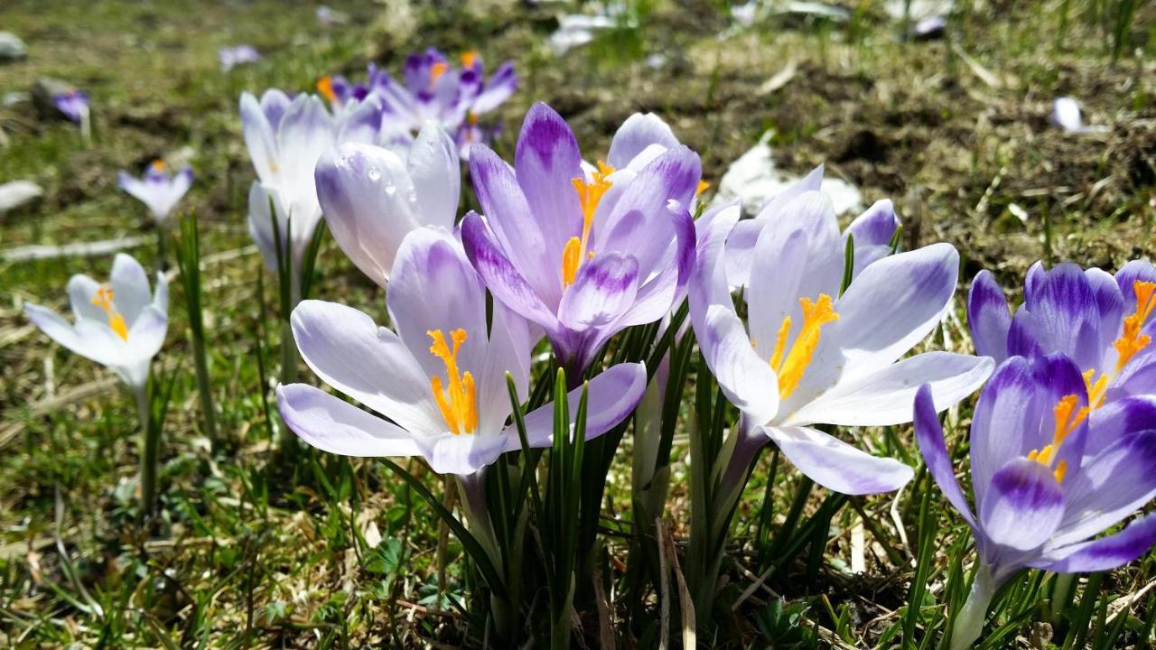 Krokus Park Residence Koscielisko Bagian luar foto